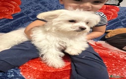 Bichon Frise dogs for sale: 3 Little puppies Bichon frise - Image 11