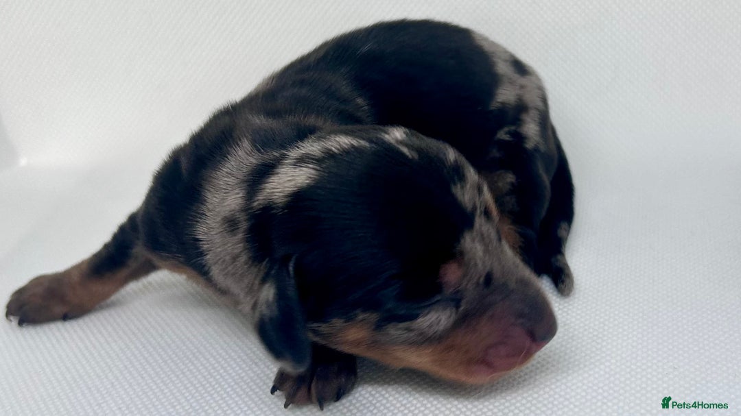 Miniature Dachshund dogs for sale: Miniature Dachshund - 1 Black and tan girl left - Image 9