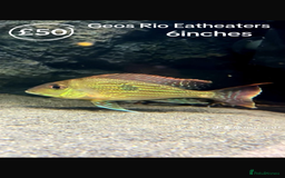 Catfish fish for sale: Fish for sale  - Image 1