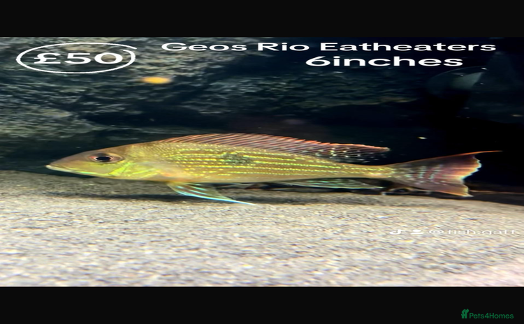 Catfish fish - Advert 1