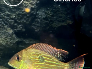 Catfish fish - Advert 1