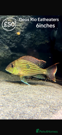 Catfish fish - Advert 1