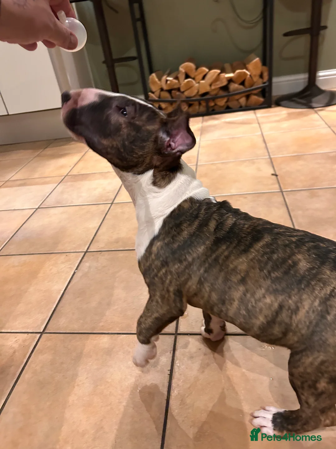 English Bull Terrier dogs for sale: English bull terrier puppy bitch for sale - Advert 8