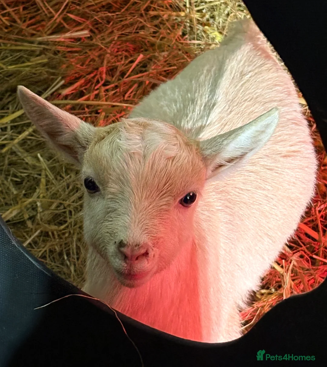 Goats livestock for sale: Very Friendly Pygmy Goat Wethers - Advert 1