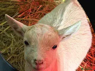 Goats livestock Very Friendly Pygmy Goat Wethers - Advert 18