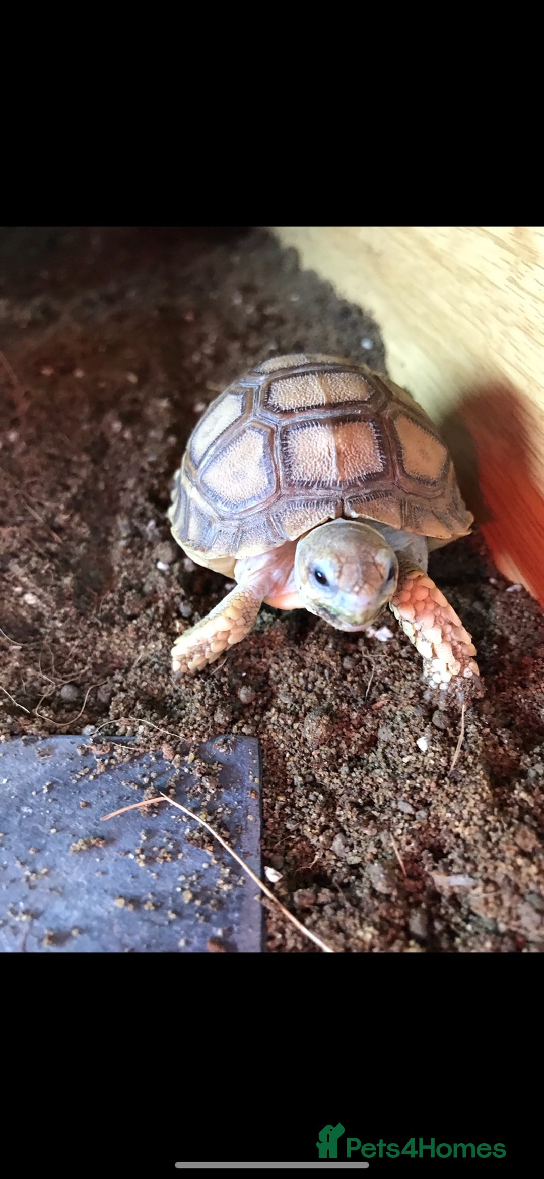 Tortoise reptiles for sale: Sulcata Tortoise - Image 6