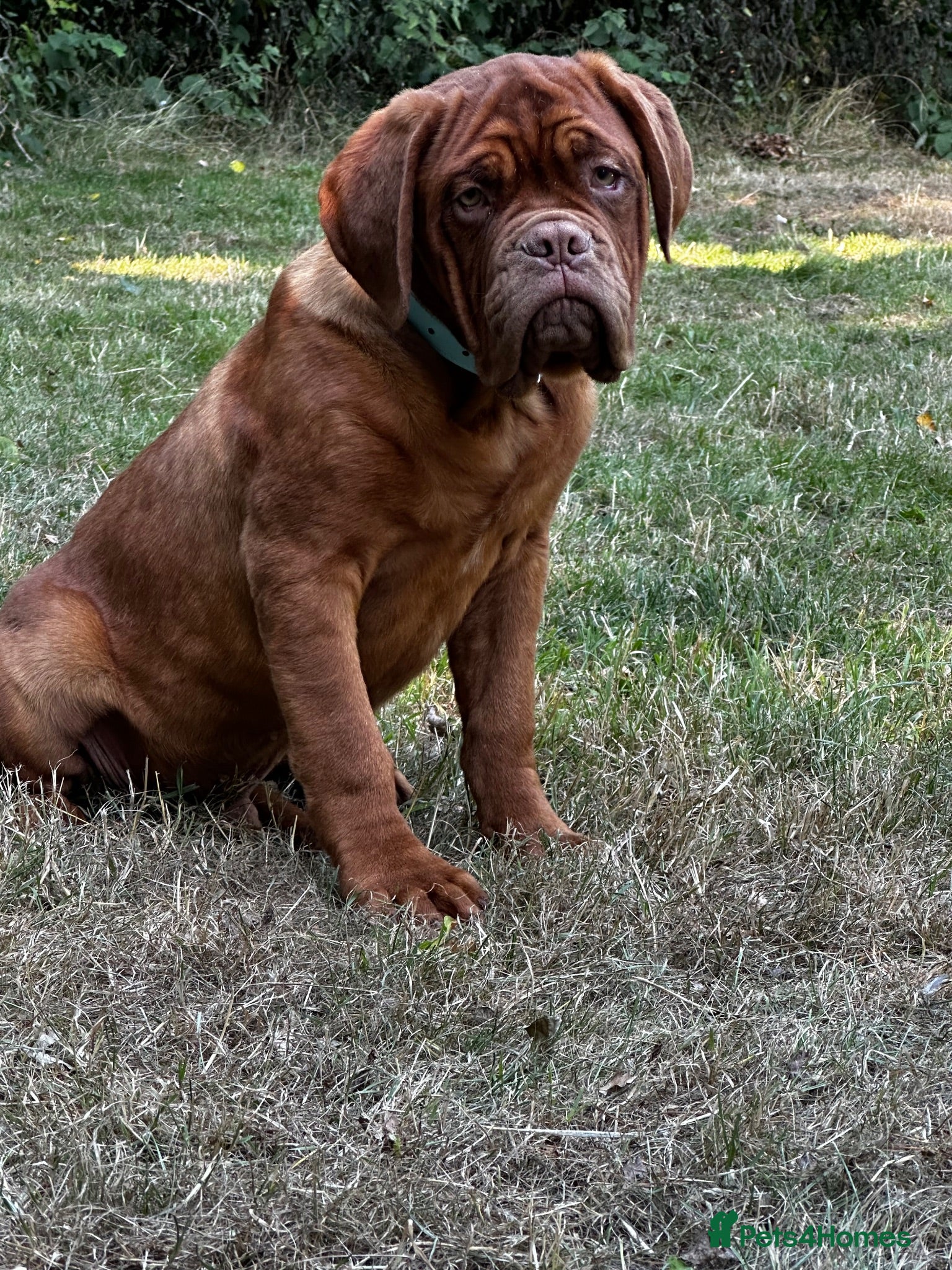 Dogue De Bordeaux dogs Amazing show quality puppies available ! - Advert 3