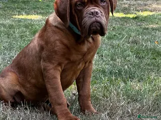 Dogue De Bordeaux dogs Amazing show quality puppies available ! - Advert 3