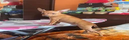 Miniature Pinscher dogs for sale: .🐾 Beautiful Miniature Pinscher Boy 🏡❤️ - Advert 8