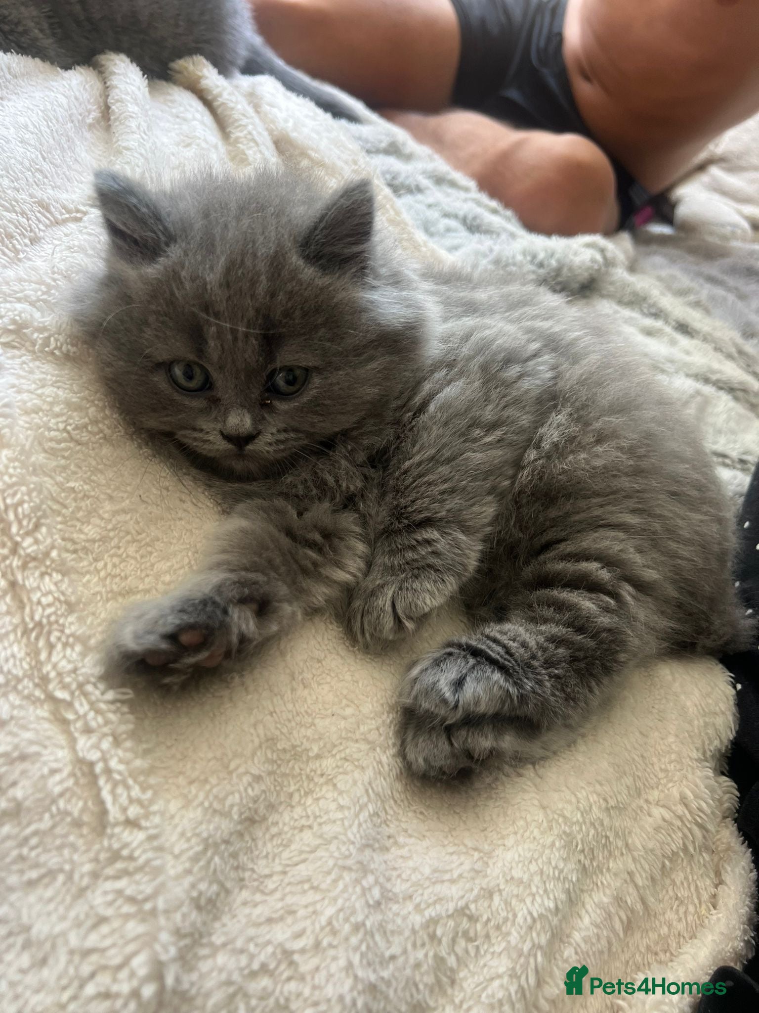Scottish Fold cats for sale: 5 beautiful Scottish Fold’s kittens  - Advert 23