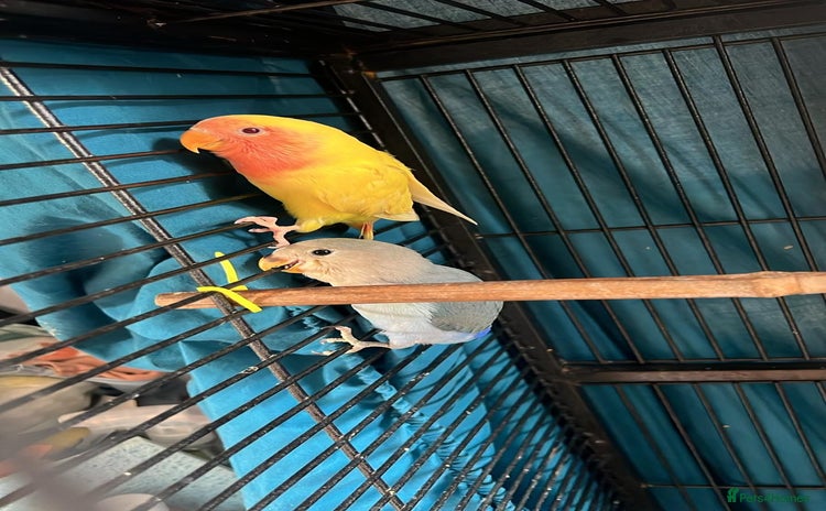 Lovebirds birds - Advert 1