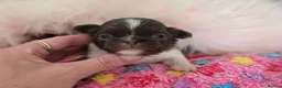 Chihuahua dogs for sale: Xx stunning Quality Kc chocolate litter Xx - Advert 8