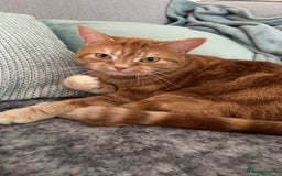 Domestic Shorthair cats for sale: Rehome Cats  - Image 7