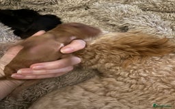 Cavapoochon dogs for sale: Toy Cavapoochons F1B - Image 10