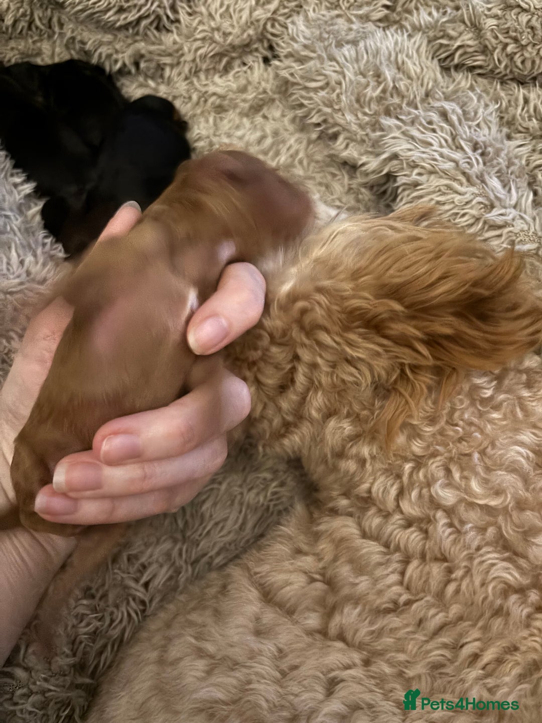 Cavapoochon dogs for sale: Toy Cavapoochons F1B - Image 10