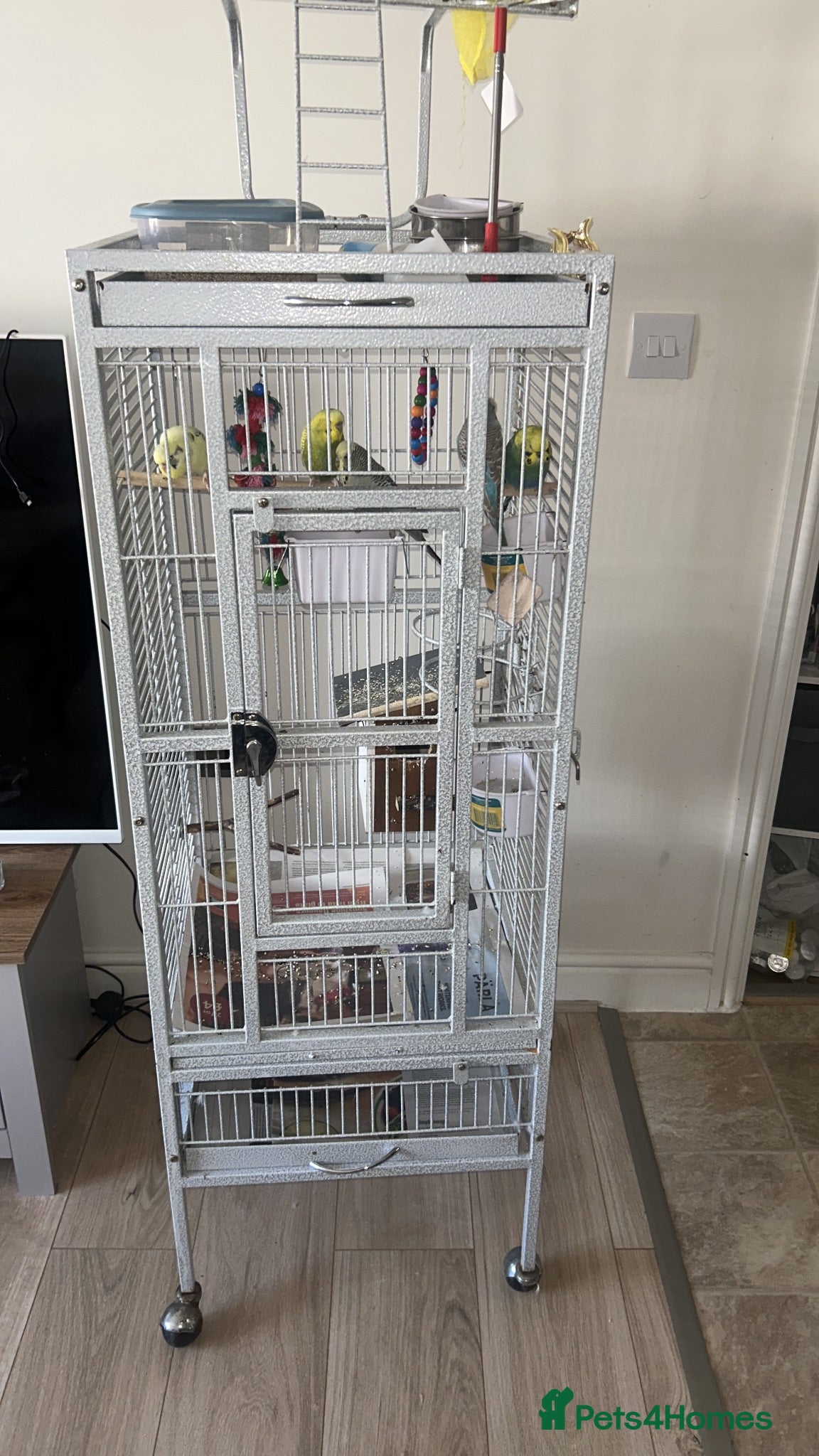 Budgerigars birds 2 male and 2 female budgies with large grey cage  - Advert 5