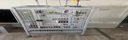 Budgerigars birds for sale: 2 male and 2 female budgies with large grey cage  in Swindon - Advert 1