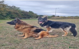 German Shepherd dogs for sale: German shepherd puppies health tested parents - Image 2