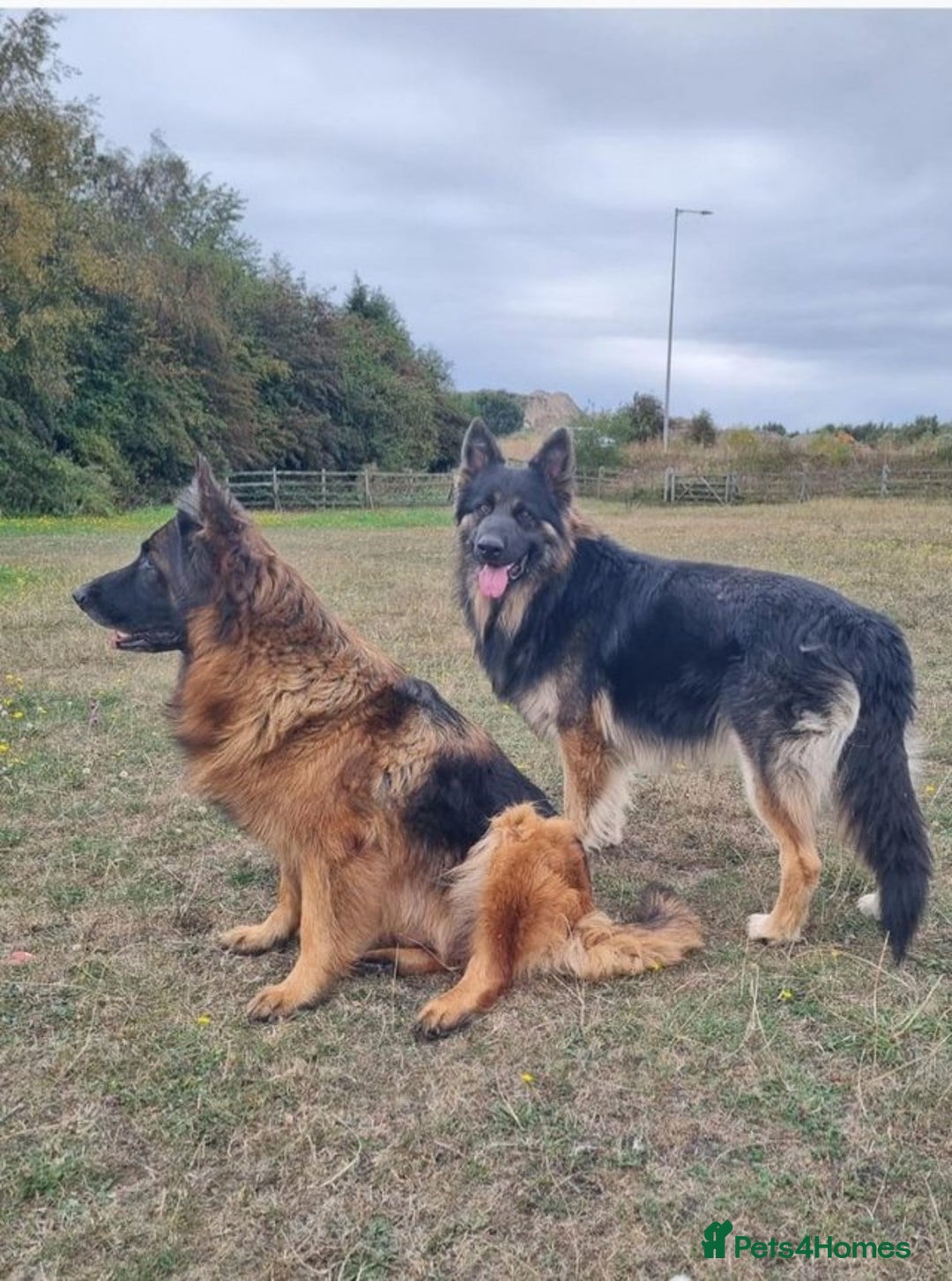 German Shepherd dogs for sale: German shepherd puppies health tested parents - Image 2