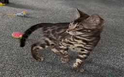 Bengal cats for sale: Well socialised bengal kittens - ready 21/12/25 - Advert 24
