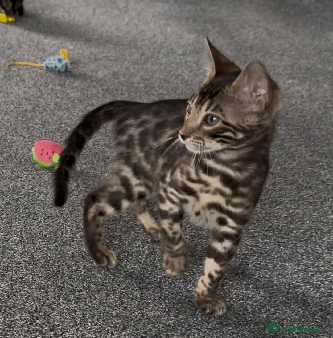 Bengal cats for sale: Well socialised bengal kittens - ready 21/12/25 - Advert 24