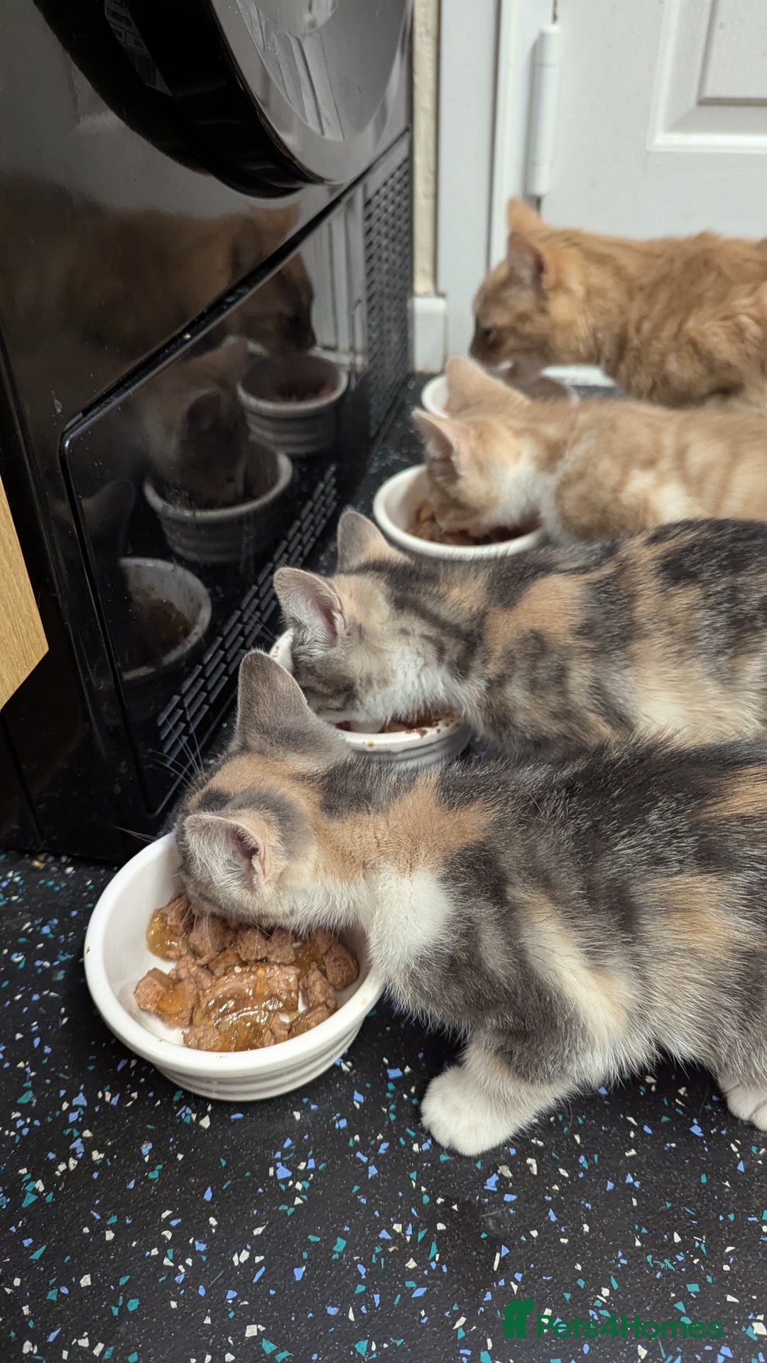 Mixed Breed cats for sale: One ginger boy and one turtle girl  - Advert 5