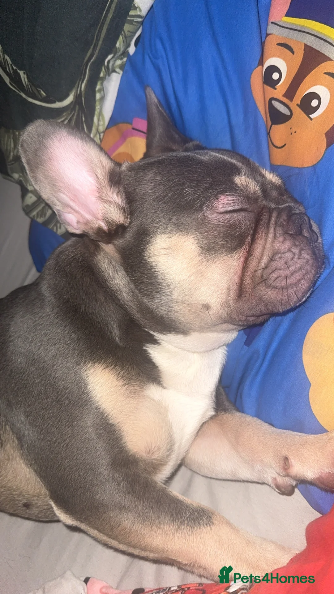 French Bulldog dogs for sale: Kc Registered French bulldog.  - Advert 2