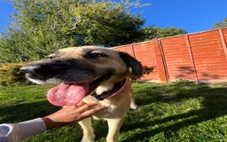 Mixed Breed dogs for adoption: 💖 Gentle Joky is waiting for her forever home! - Image 13