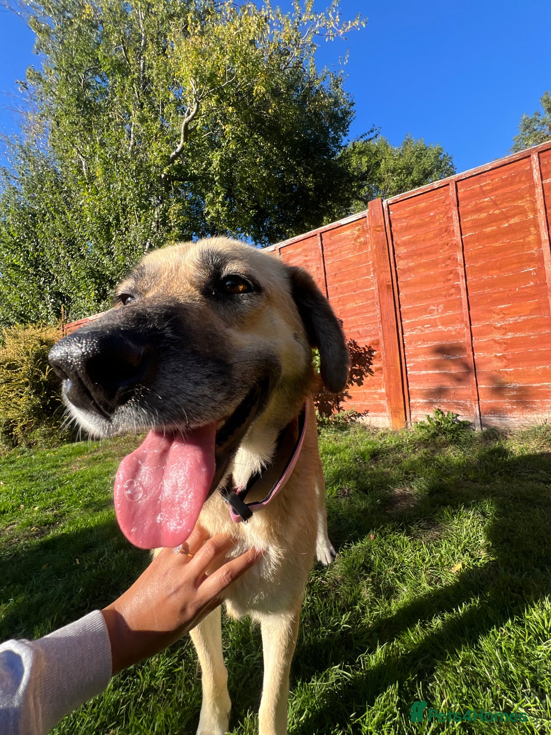 Mixed Breed dogs for adoption: 💖 Gentle Joky is waiting for her forever home! - Image 13