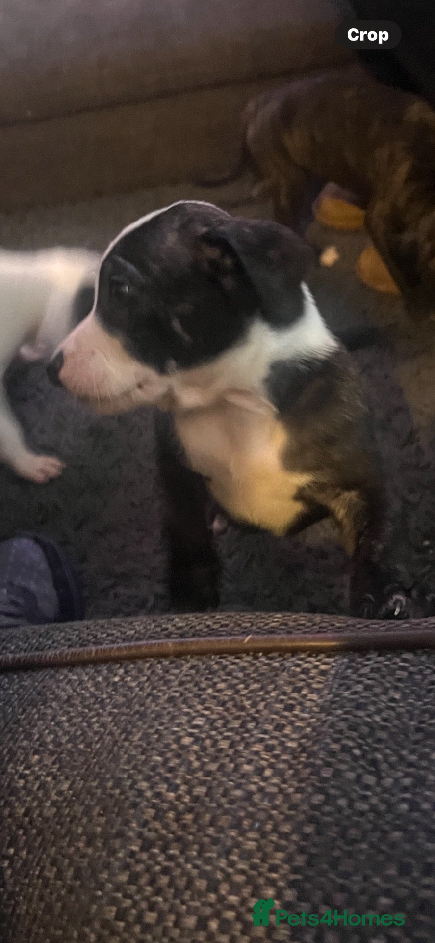 Staffordshire Bull Terrier dogs for sale: Staffie puppy - Advert 8