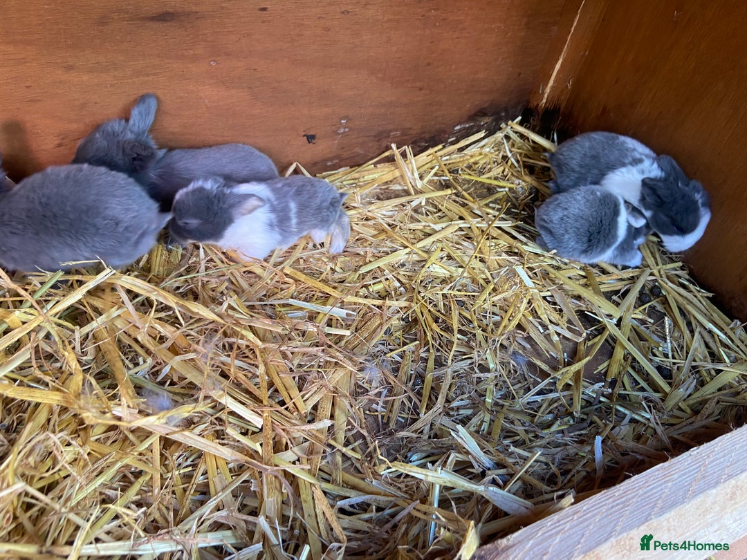 Mini Lop rabbits for sale: 🌹🍓outstanding pure mini lops 🍓🌹 - Image 13