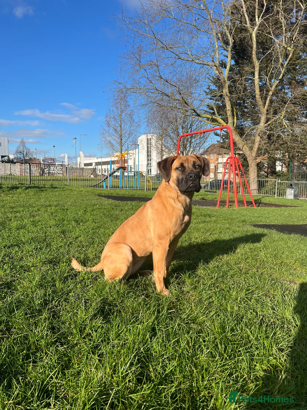 Boerboel dogs for sale: Stunning Boerboel Girl - Advert 12