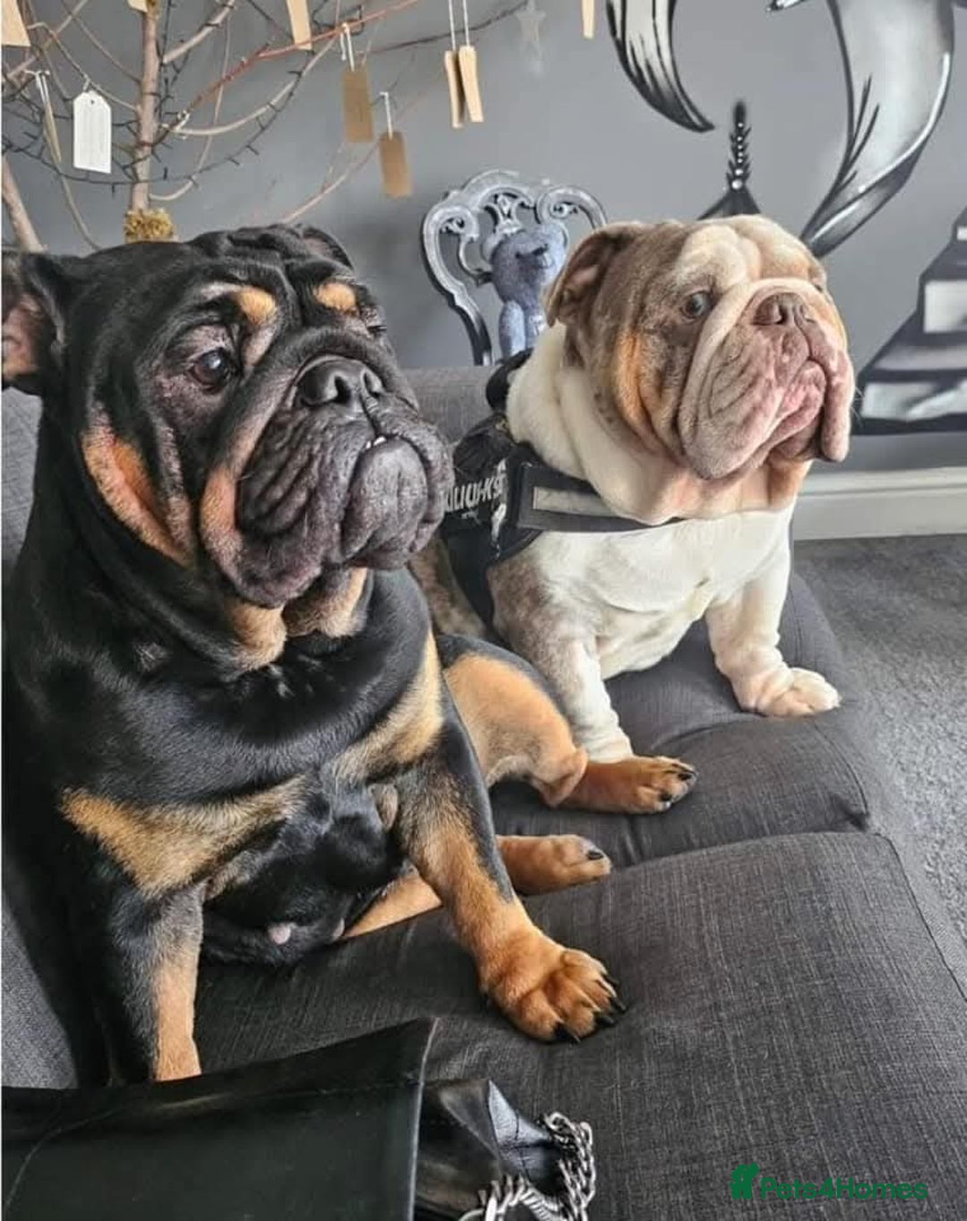 English Bulldog dogs for sale: Stunning  chunky English bulldog puppies  - Advert 1