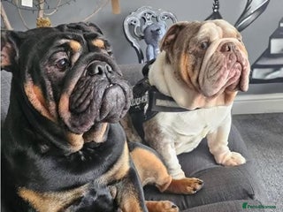 English Bulldog dogs Stunning chunky English bulldog puppies - Advert 1