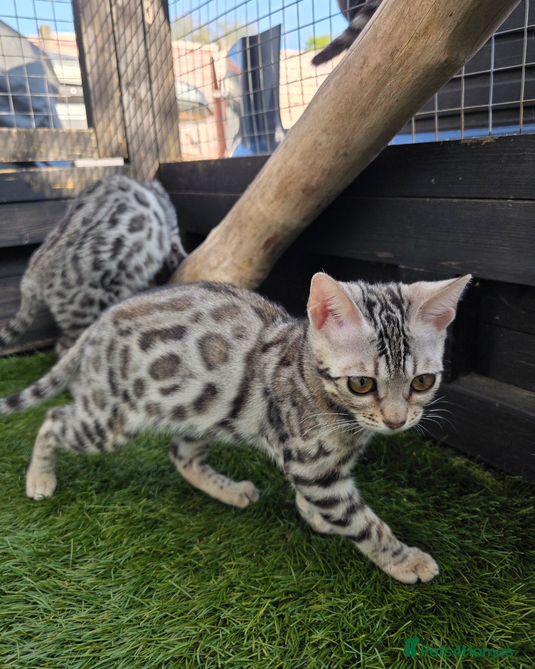 Bengal cats for sale:  Outstanding Quality Bengal kittens ready to leave - Image 19