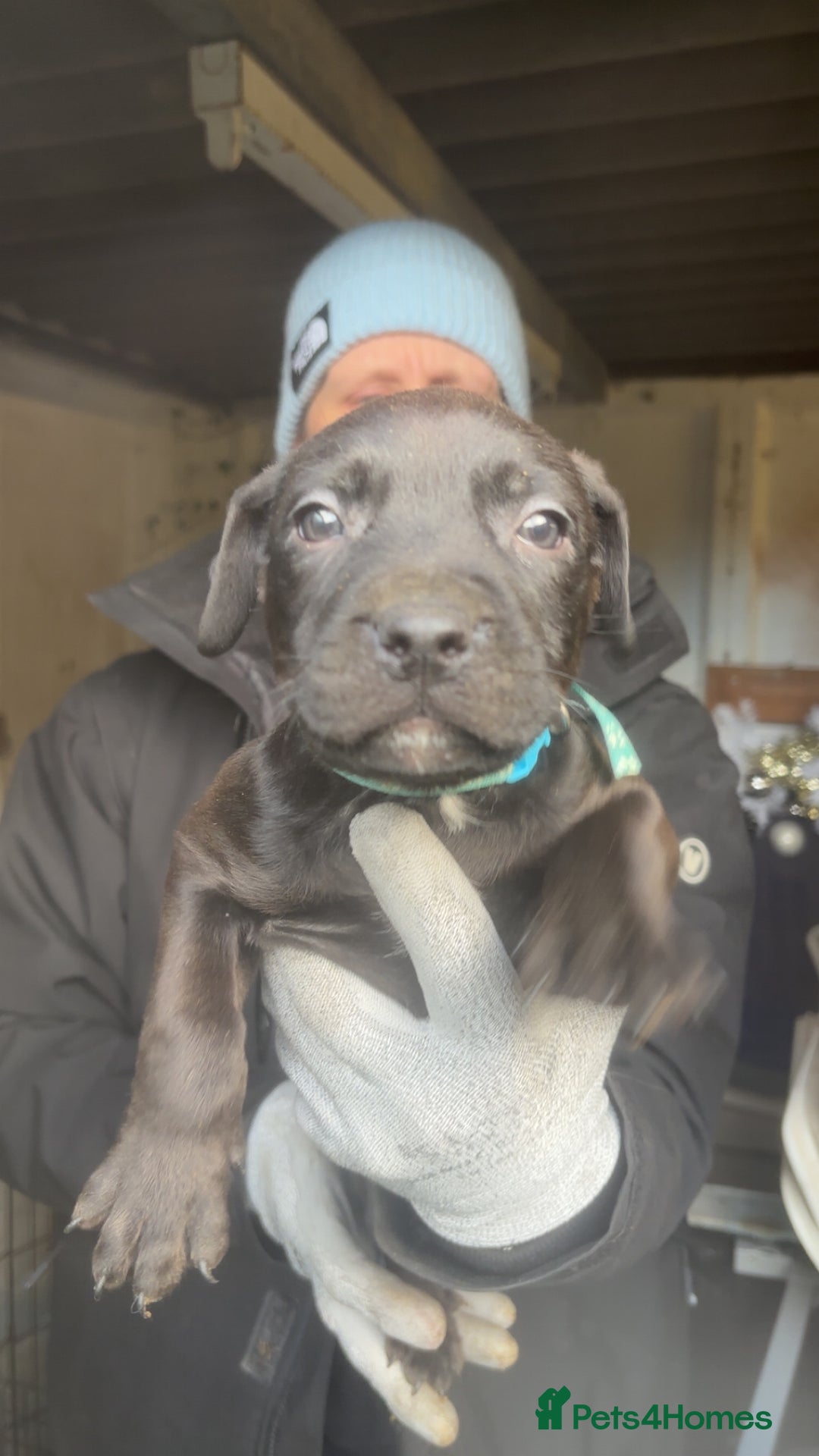 Mixed Breed dogs for sale: Rottiebulls - Advert 13