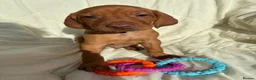 Hungarian Vizsla dogs for sale: 8 Five week old KC Reg Vizsla Puppies for sale - Advert 17