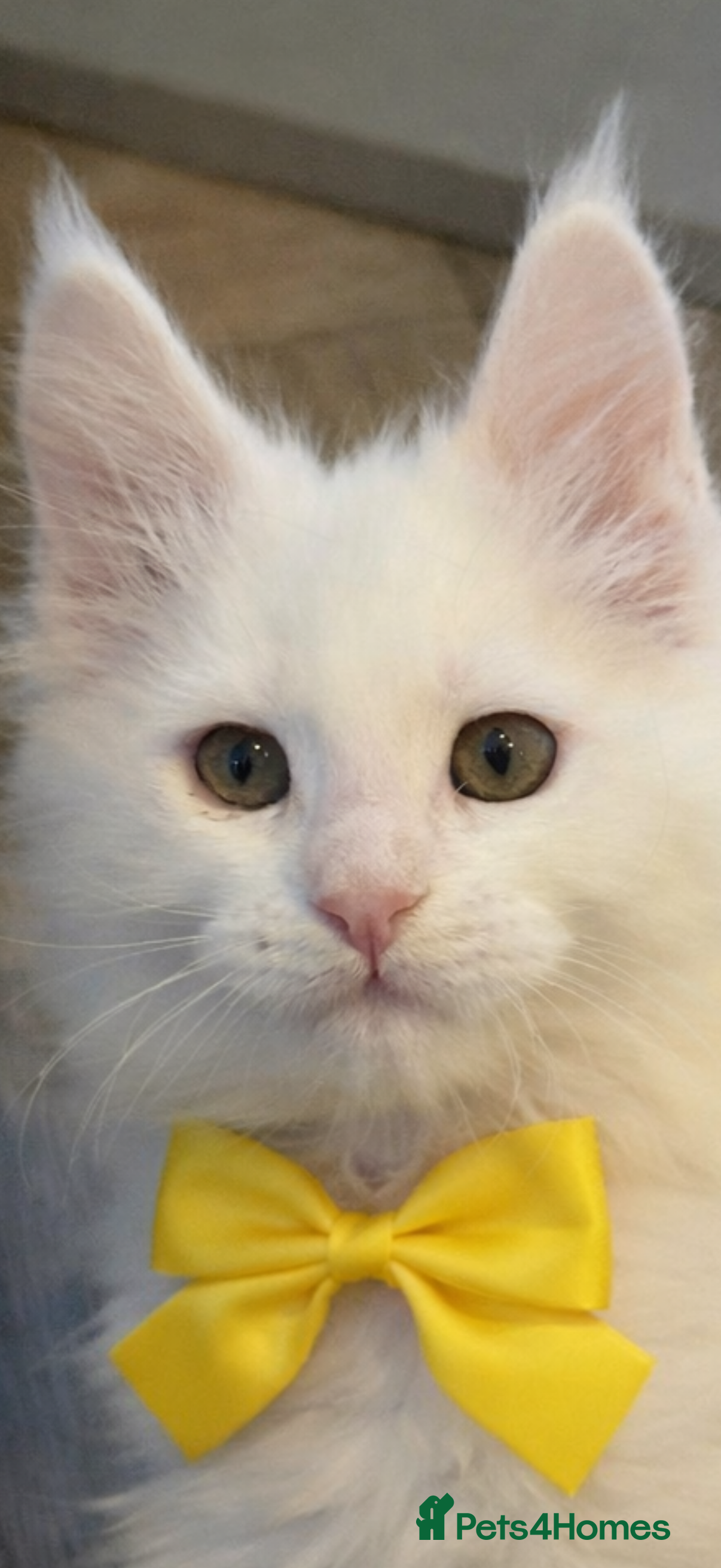 Maine Coon cats LAST GIRL LEFT  But we have other kittens  - Advert 19