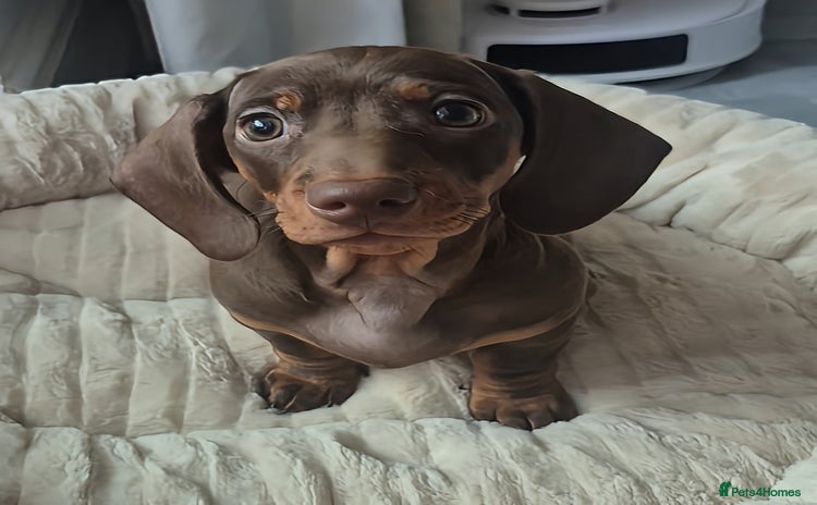 Miniature Dachshund dogs - Advert 10