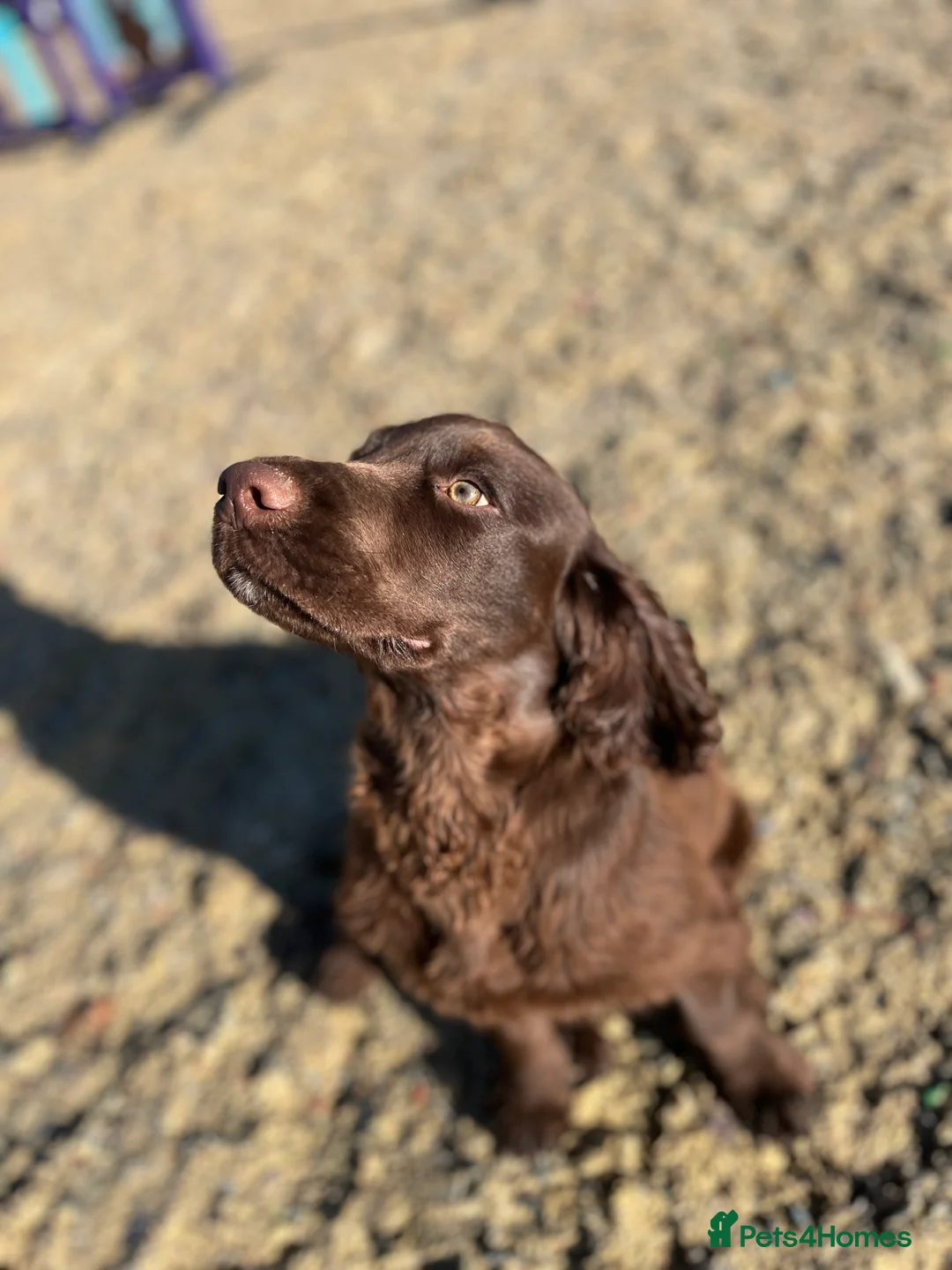 Cocker Spaniel dogs for sale: Beautiful boy remaining Cocker Spaniel Puppies  - Advert 3