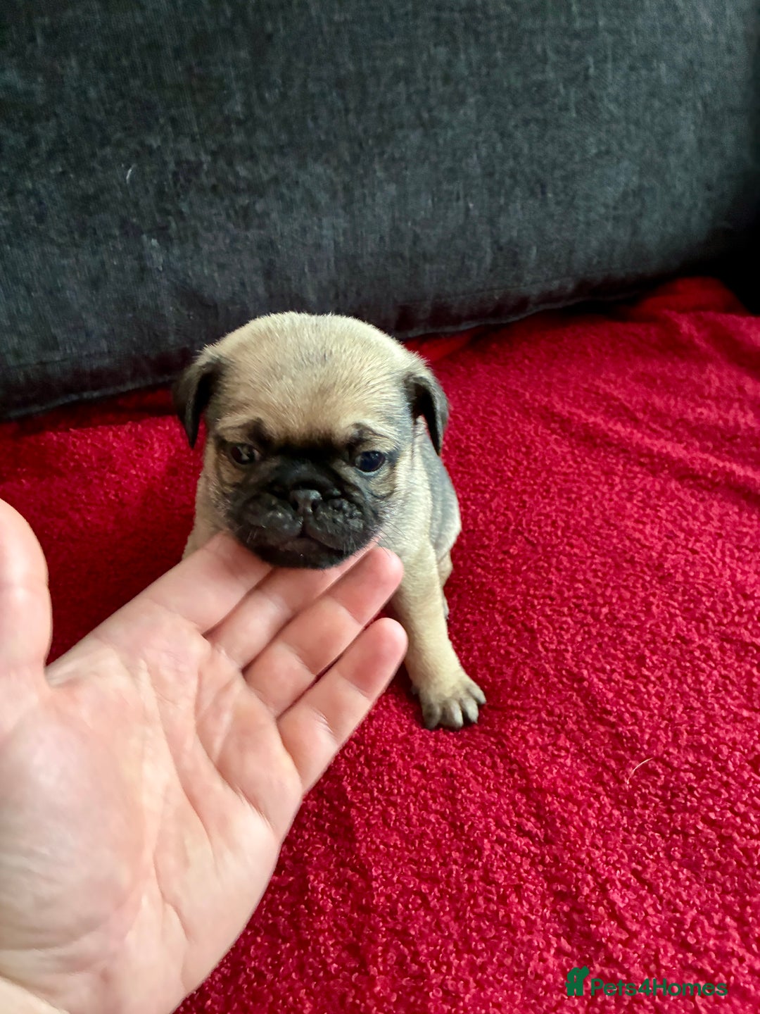 Pug dogs for sale: Beautiful Pug Puppies - Advert 18