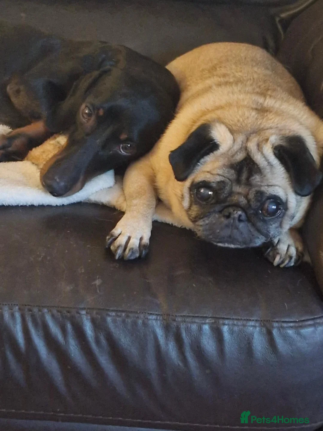 Dachshund dogs for sale: Beautiful 18 month Daxie boy. in Fareham - Advert 3