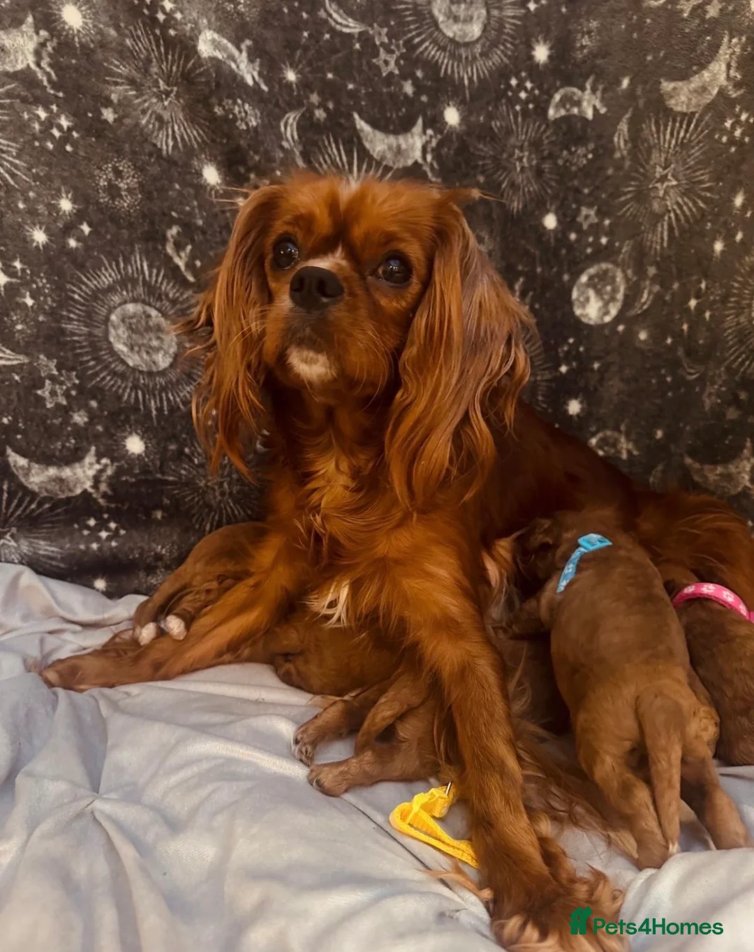 Cavapoo dogs for sale: Darling Cavapoos  - Advert 22
