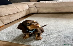 Cocker Spaniel dogs for stud: Dog Breeder - Image 10