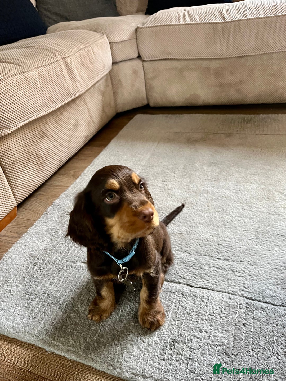 Cocker Spaniel dogs for stud: Dog Breeder - Image 10