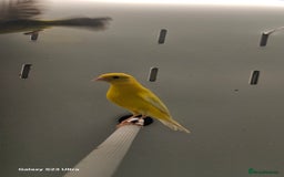 Finches birds for sale: Goldfinch greenfinch  - Image 16