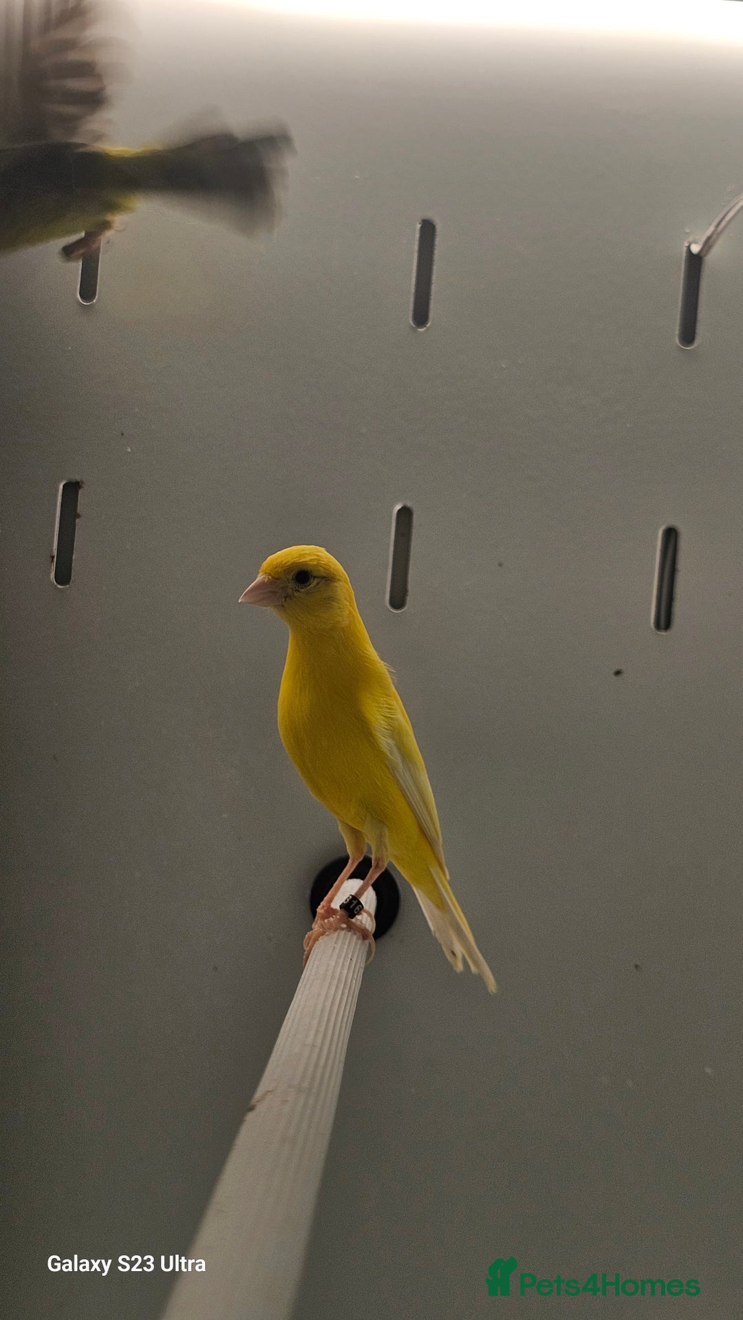 Finches birds for sale: Goldfinch greenfinch  - Image 16