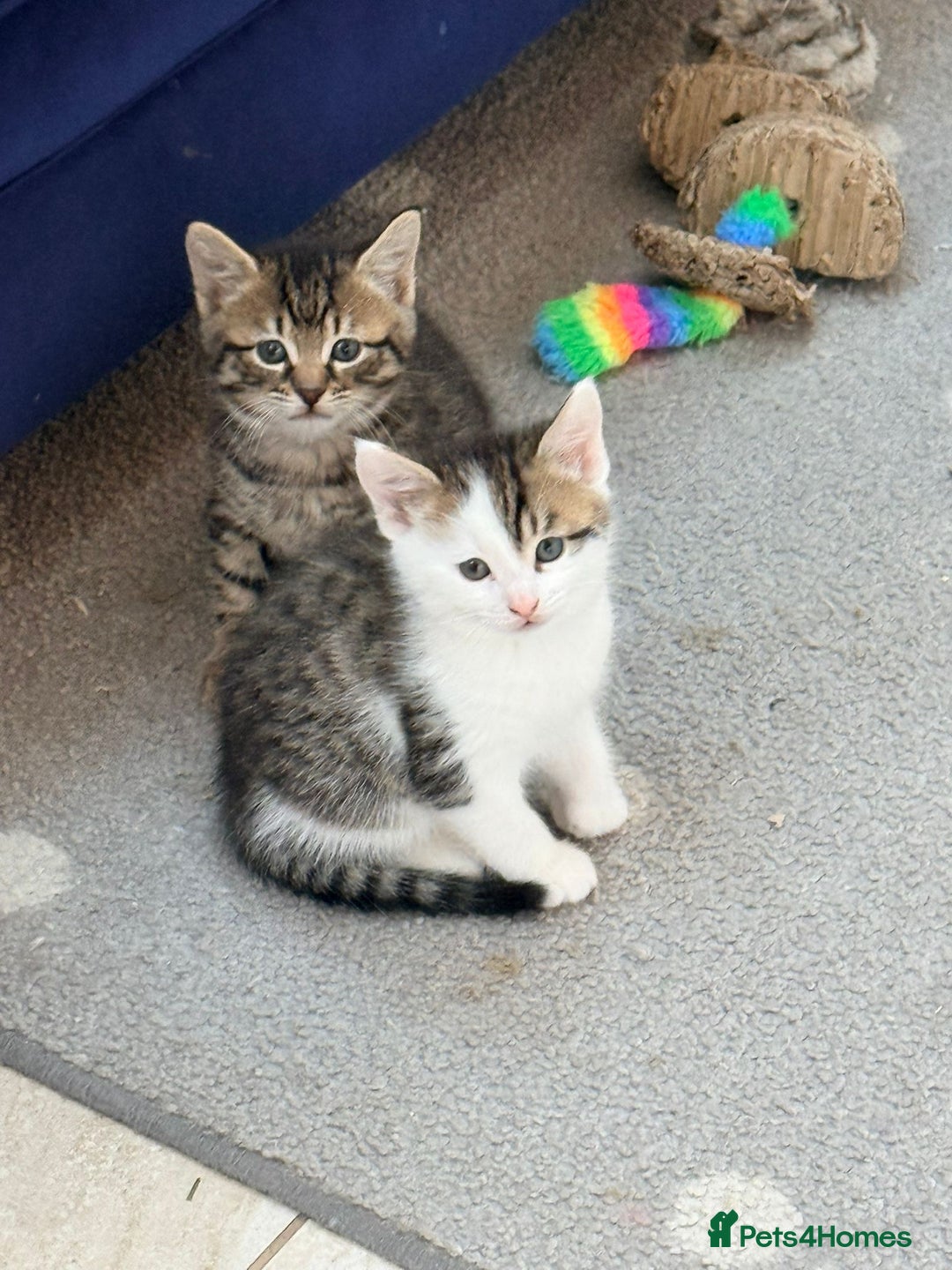 Mixed Breed cats for sale: Bengal cross kittens  - Advert 5