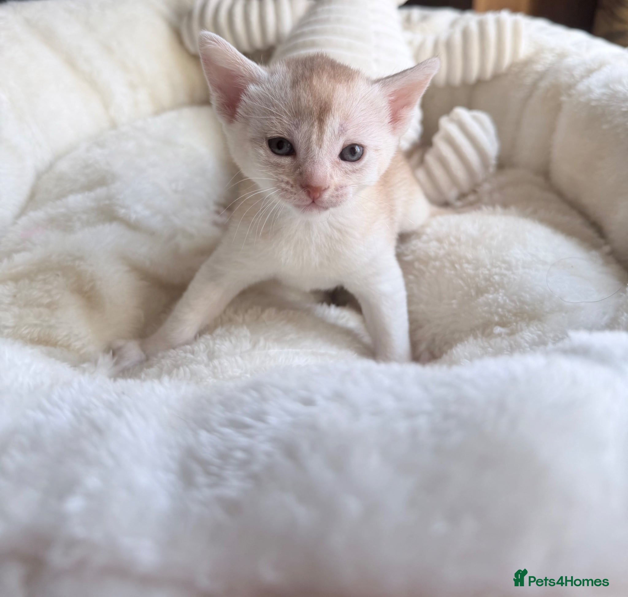 Abyssinian cats 🏆✨ Beautiful Silver Sorrel Abyssinian  ✨🏆❤️ - Advert 2