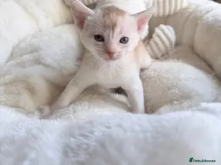 Abyssinian cats 🏆✨ Beautiful Silver Sorrel Abyssinian ✨🏆❤️ - Advert 2